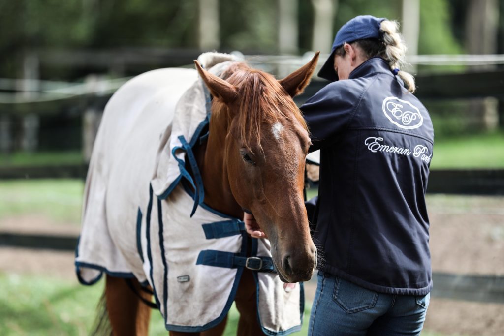 A person wearing a blue jacket and cap is tending to a brown horse covered with a white sheet. The horse looks calm in a green and fenced outdoor area.