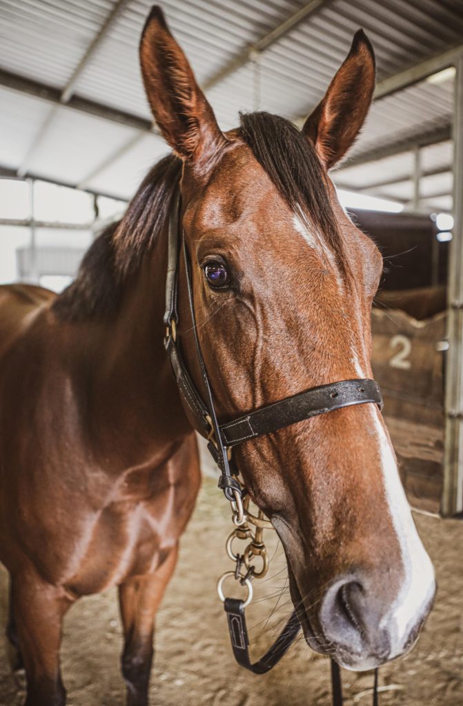 A close-up of a brown horse with a white stripe on its face, wearing a black bridle, standing in a stable with a metal roof. The horse's ears are alert, and the background is slightly blurred.