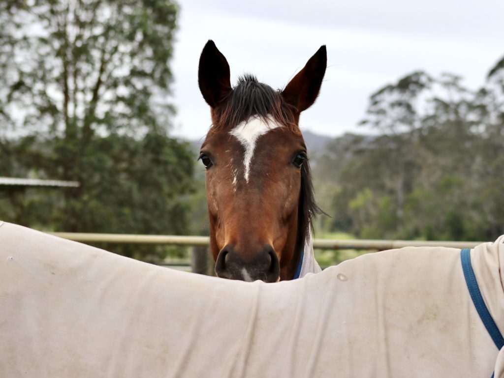 A brown horse with a white stripe on its forehead peers over the back of another horse wearing a light-colored blanket. The background features blurry green trees and a cloudy sky.
