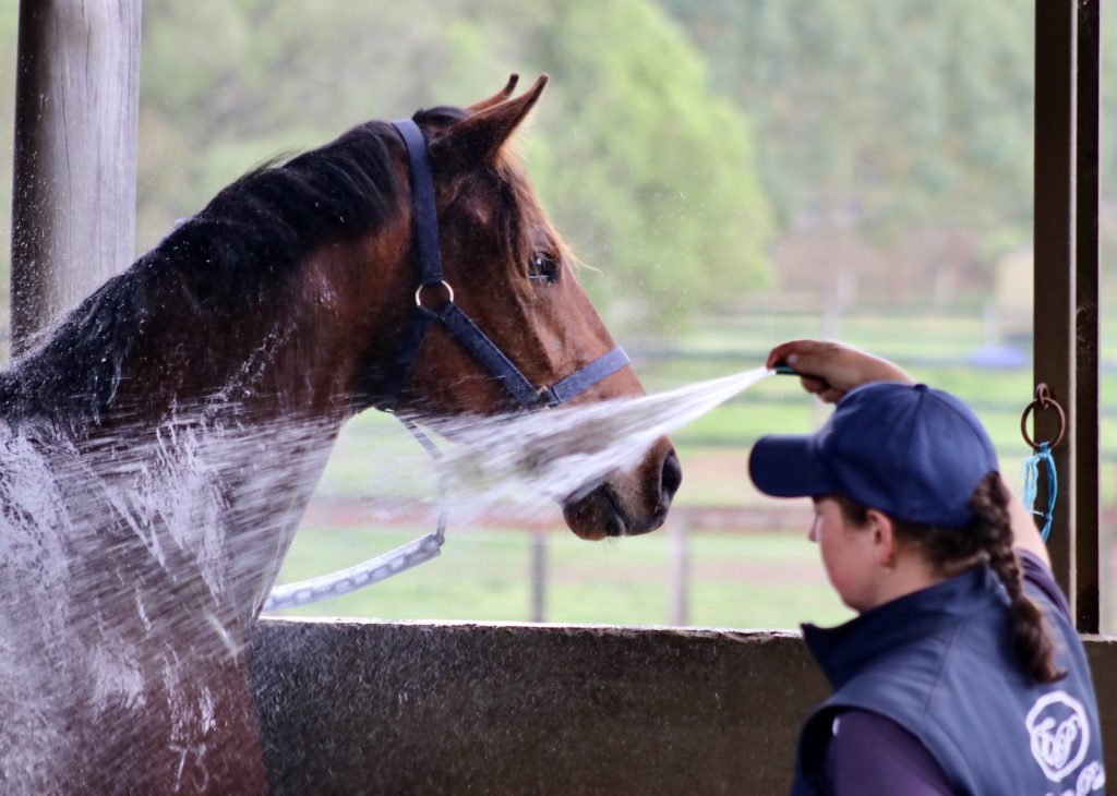 A person wearing a cap and vest sprays water onto a brown horse, which is secured with a halter. The background includes blurred greenery and fencing, suggesting a rural or farm setting.
