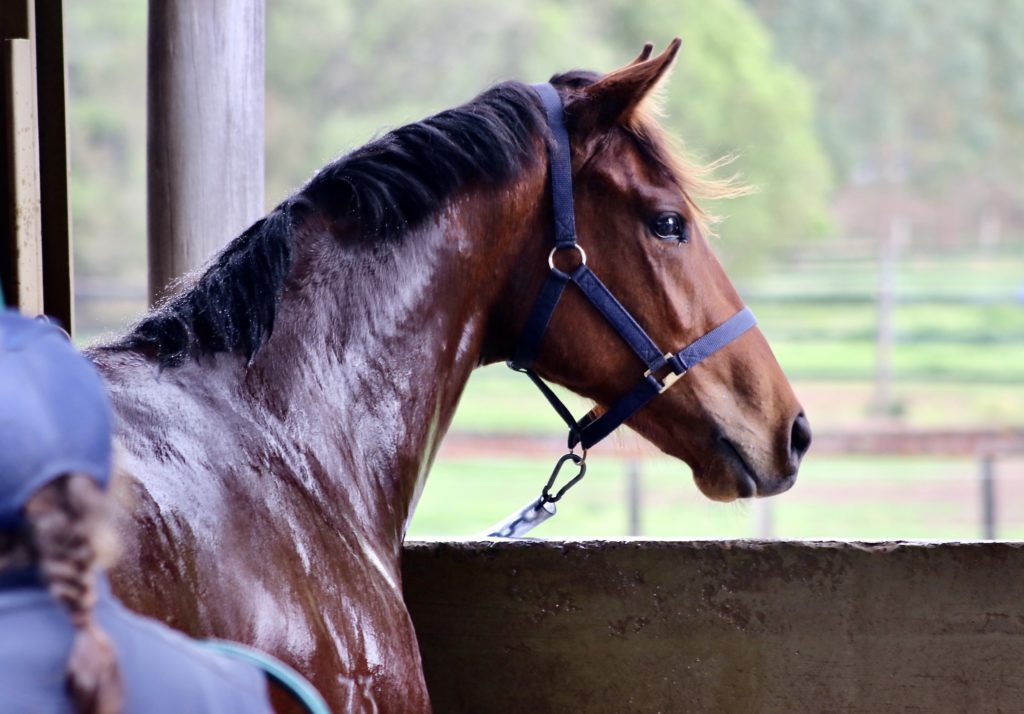 A brown horse with a black mane looks out over a wooden fence in a stable. It is wearing a blue halter. The background is blurred, showing greenery and fencing, suggesting a rural setting.