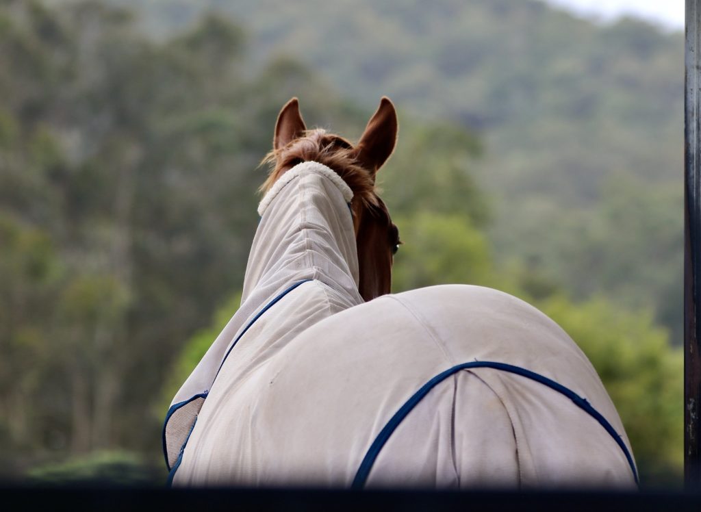 A chestnut horse wearing a light-colored blanket stands with its back to the camera. The horse is outdoors, with a blurred background of green trees and hills.