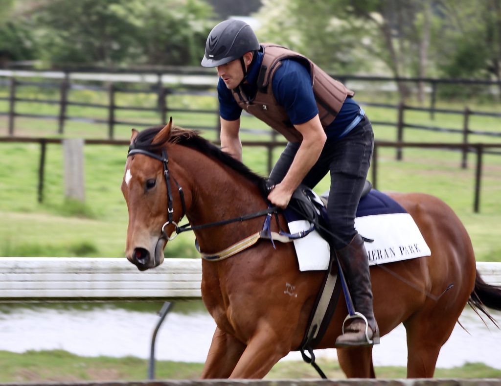 A jockey in protective gear rides a brown horse on a track. The horse has a saddlecloth with text on it. The background features a fence and greenery.
