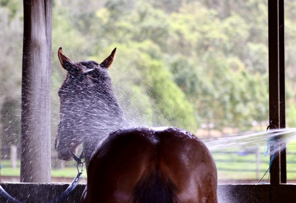 A horse being sprayed with water from a hose, its back and neck wet with visible water droplets. The scene is framed by a wooden structure, with green, blurred trees in the background.