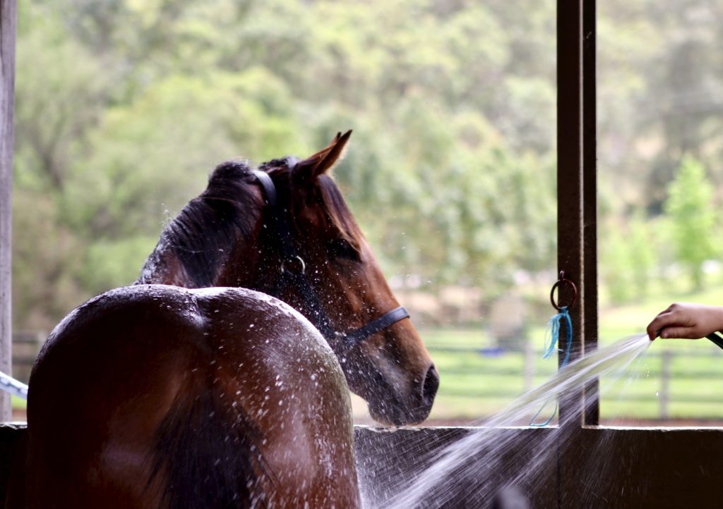 A brown horse is being washed with water in a stable. The spray from the hose is visible, and a hand is seen holding the hose. The background features lush green trees and blurred outdoor scenery.