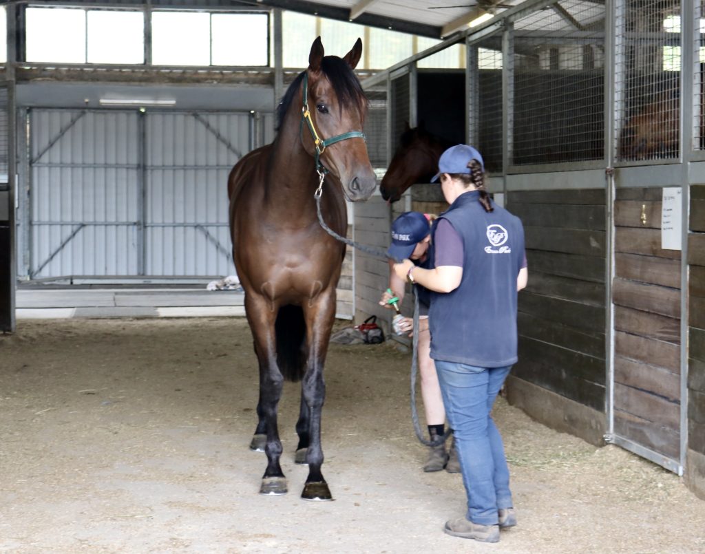 A brown horse stands in a stable, held by a person wearing a blue vest and cap. Another person tends to the horse's legs. The stable area is spacious with wooden panels and open gates.