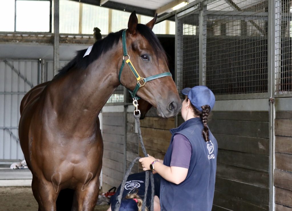 A person in a blue cap and vest interacts with a large brown horse in a stable. The person faces the horse, adjusting its green halter. The stable walls are wooden with metal grates, and there are some items on the ground.