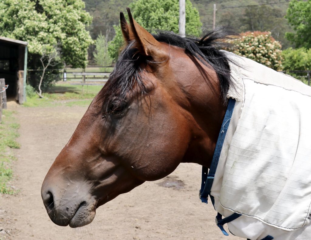 Close-up of a brown horse with a black mane, wearing a white blanket, standing outdoors. The background features green trees, a fence, and a cloudy sky. The horse's eyes are closed and its head is slightly tilted downward.