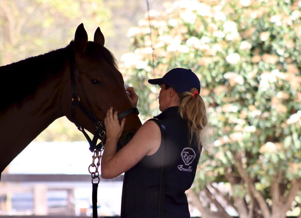 A woman wearing a black vest and cap gently holds the bridle of a brown horse. They are outdoors, with blooming white flowers and greenery in the background.