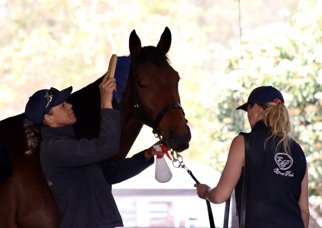 Two people in navy hats groom a brown horse. One person brushes the horse's mane with a blue brush, while the other holds the horse's reins and a spray bottle. The scene is outdoors with blurred greenery in the background.