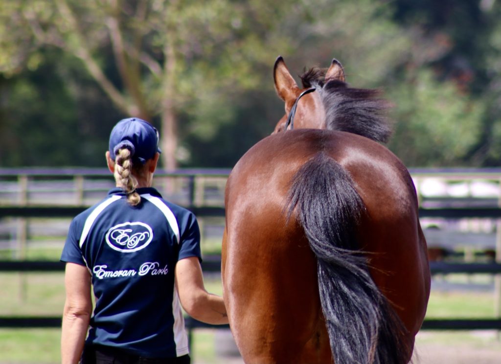 A person in a navy cap and shirt with a logo walks beside a brown horse. The setting is an outdoor area with blurred trees and fences in the background.