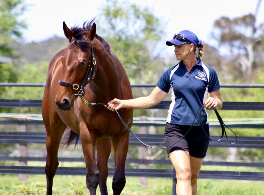 A woman in a blue and white shirt and black shorts leads a brown horse on a sunny day. She is wearing a cap and sunglasses. They are walking in a grassy area with a dark fence and trees in the background.