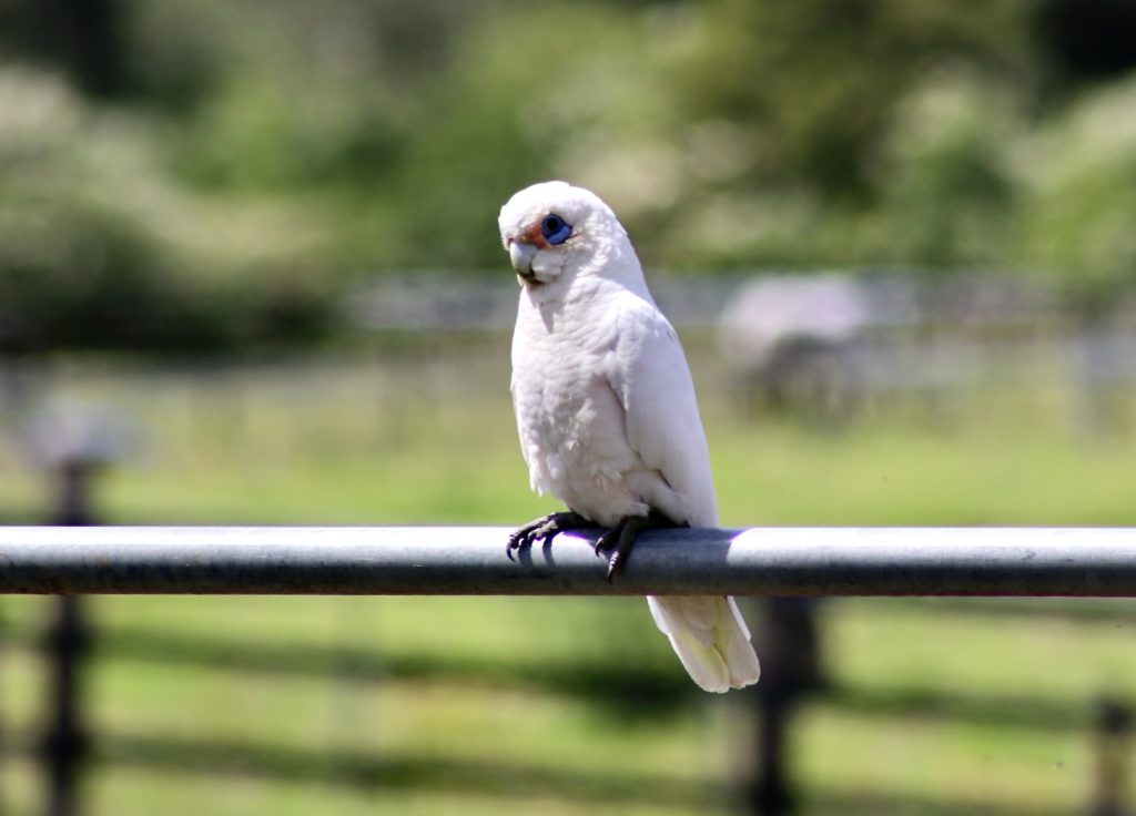 A white cockatoo with blue around its eye is perched on a metal rail. The background is a blurred, lush green landscape, suggesting a rural or natural setting.