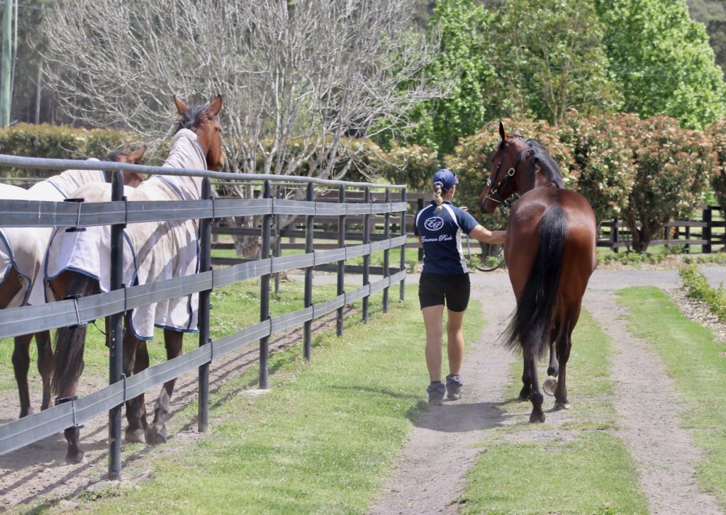 A person in a blue shirt and cap leads a brown horse along a dirt path in a sunny, green paddock. Another horse with a blanket stands nearby behind a black fence. Trees and bushes surround the area.