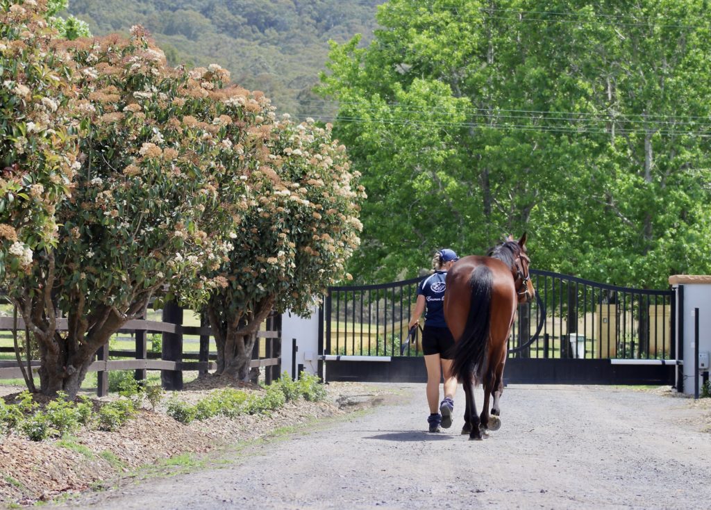 Person in a helmet and shorts leads a brown horse down a gravel path toward a black gate, with flowering bushes and lush green trees lining the path.