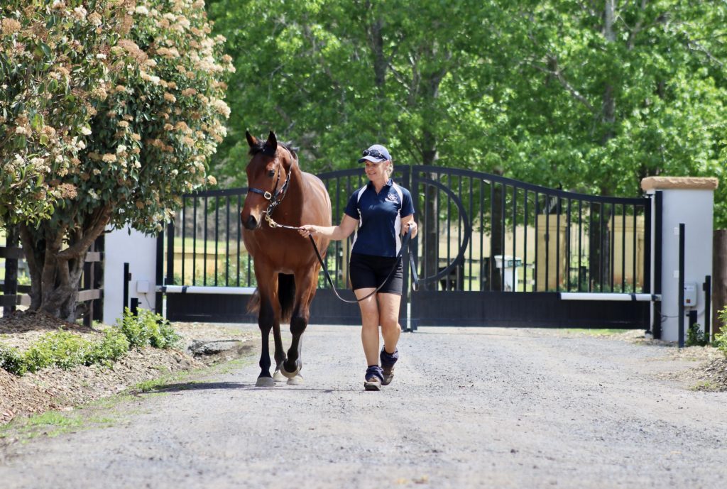 A person in a navy shirt and shorts walks a brown horse on a gravel path. There are trees on the sides, and a black metal gate in the background under a clear blue sky.
