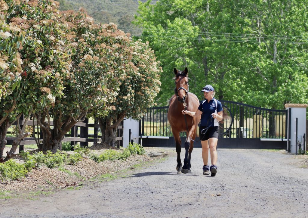 A person in shorts and a cap leads a brown horse on a gravel path. They walk alongside a line of flowering bushes under a clear sky, with a black gate and lush green trees in the background.