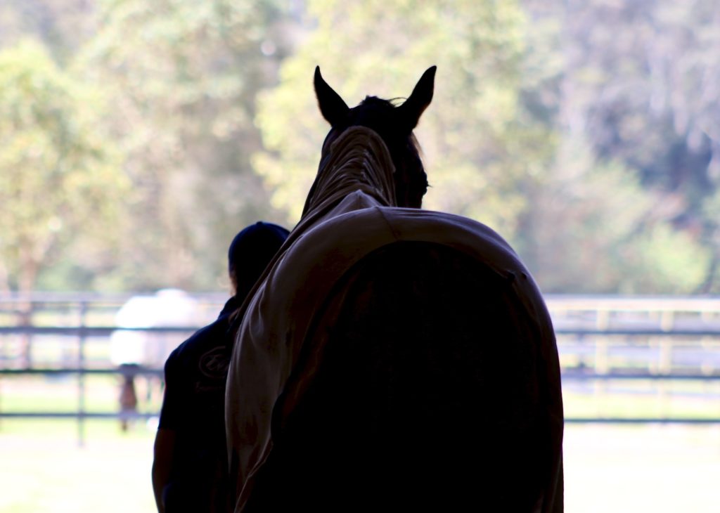 Silhouette of a person leading a horse wearing a blanket, walking towards an outdoor area. Trees and fencing are visible in the background, with sunlight creating a contrasting effect.