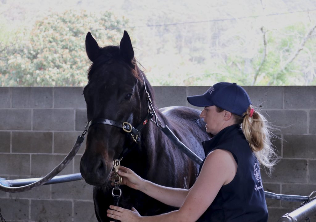 A person with a ponytail, wearing a blue cap and vest, tends to a dark brown horse in a stable. The horse is secured with harnesses against a concrete block wall. Trees are visible in the background.