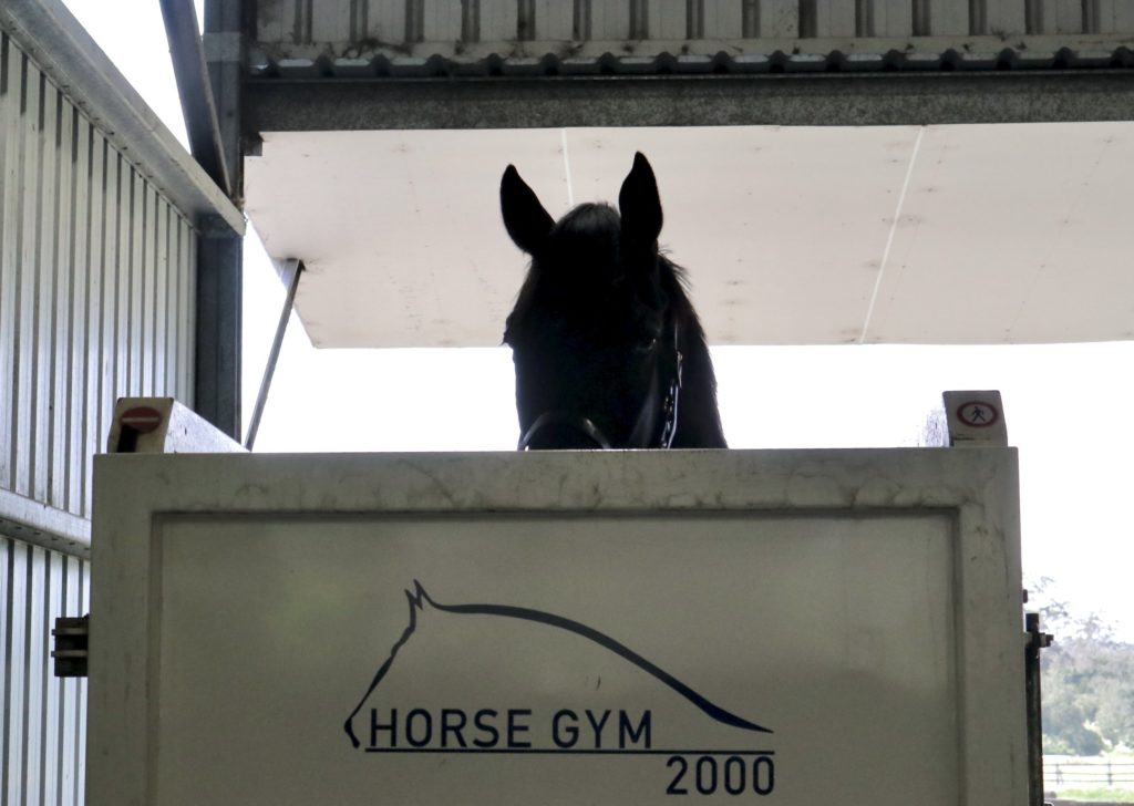 A black horse peeks over a wooden barrier with "HORSE GYM 2000" printed on it. The setting appears to be a stable or indoor riding area, lit by natural light coming from outside.
