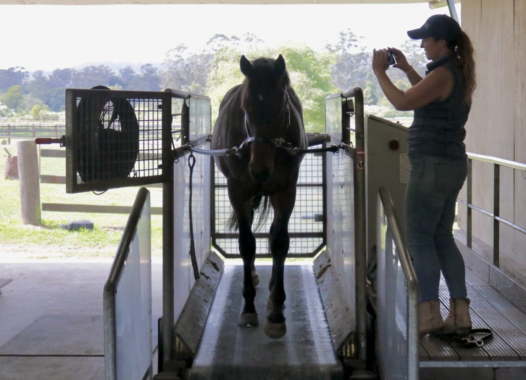 A horse stands on a treadmill, secured with ropes, inside a large open space. A woman in a cap takes photos of the horse. A fan is positioned to the left of the horse. Trees and fields are visible outside.