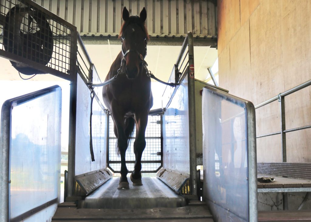 A horse walks up a ramp inside a stable-like structure. Sunlight filters through, casting shadows around the horse. Metal railings and safety gates are visible on both sides of the ramp.