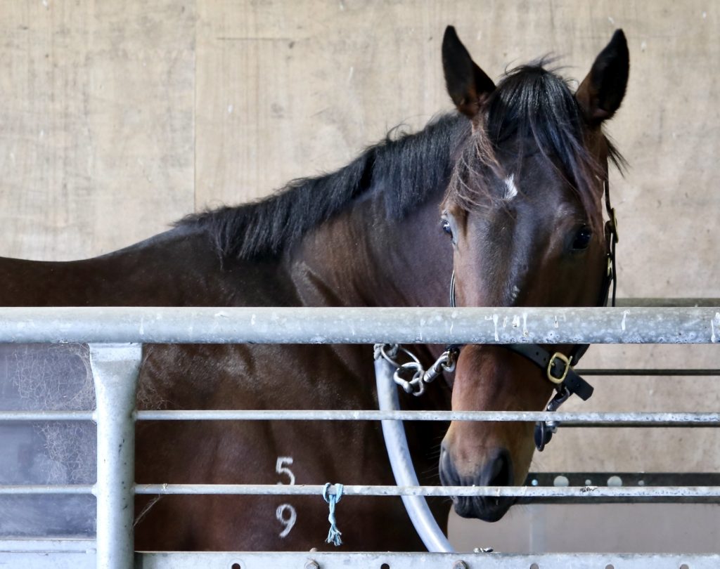 Brown horse standing in a stall, looking towards the camera through metal bars. The horse has a black mane and is marked with the numbers "5 9" on its side. The background is a plain, light-colored wall.