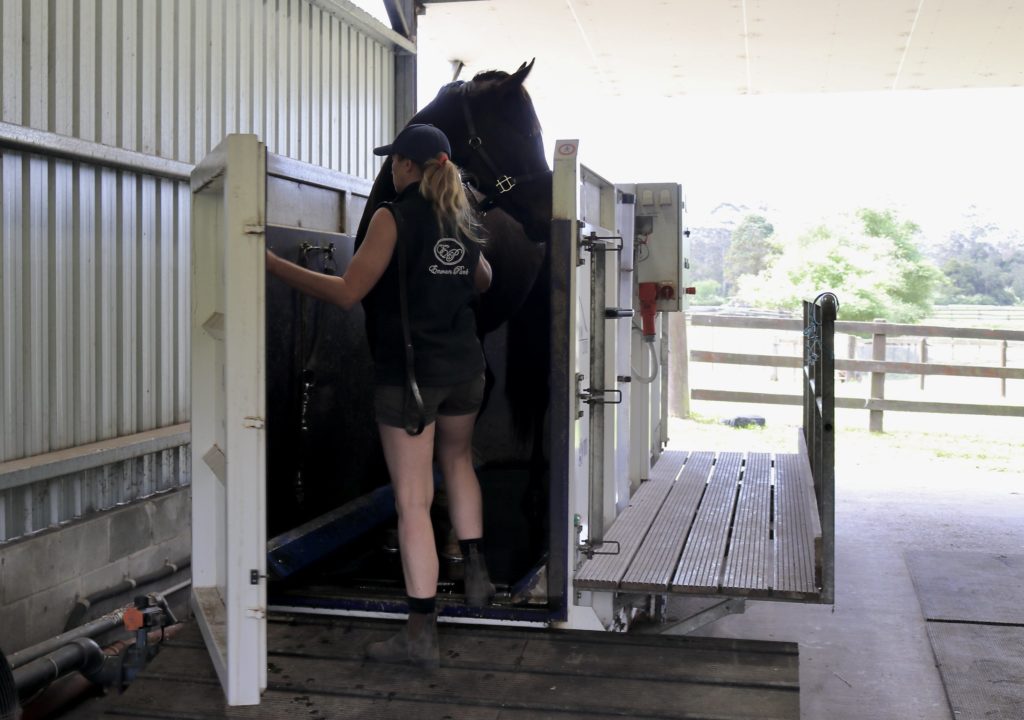A person in a cap and shorts guides a black horse onto a treadmill inside a barn. The barn is open at one end, revealing a grassy area and trees outside. The scene is well-lit with natural light.