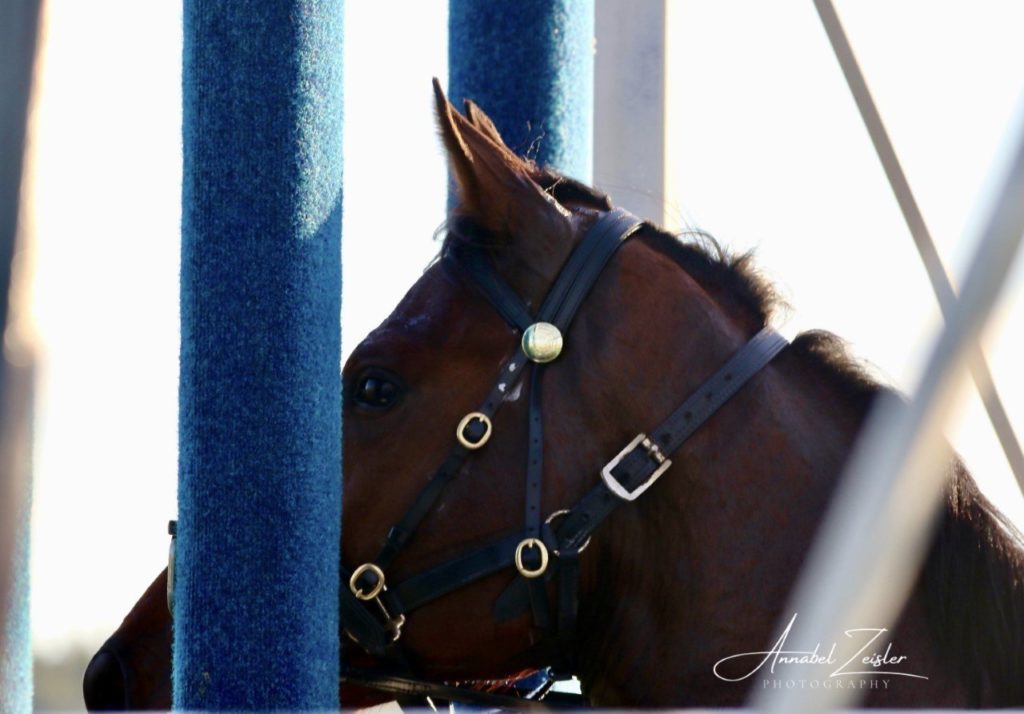 Close-up of a brown horse wearing a bridle, standing between blue padded partitions, likely in a starting gate. The photo is taken from a side angle with soft lighting. Signature of photographer is visible bottom right.
