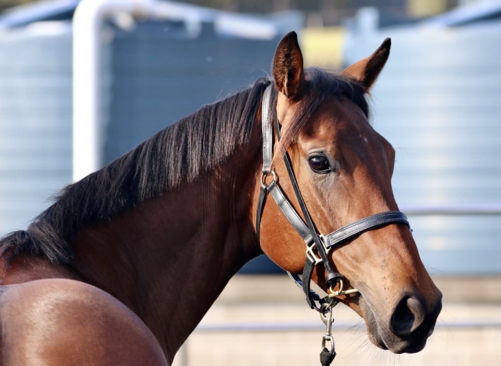 A brown horse with a dark mane and bridle, standing with its head turned slightly to the right. The background shows blurred blue and gray structures.