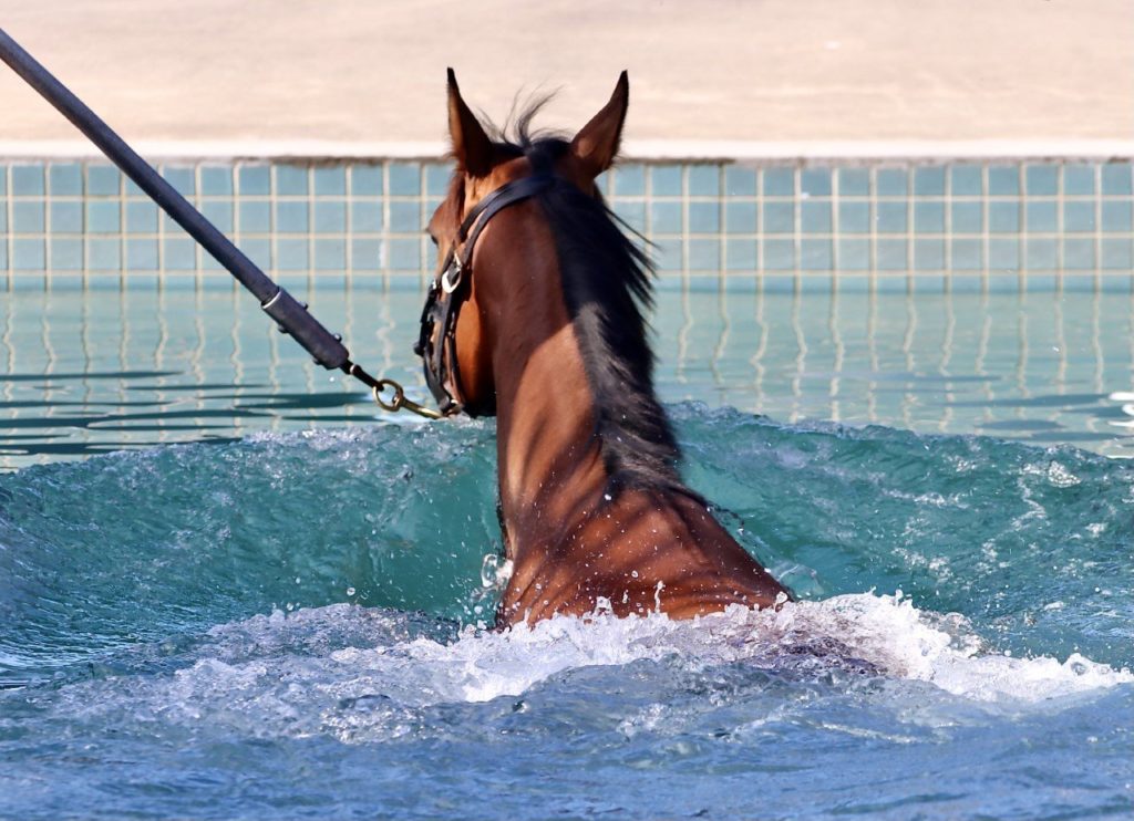 A brown horse is swimming in a pool, with its head above the water. It is attached to a lead held by an out-of-frame person. The pool has blue tiles and the water is splashing around the horse.