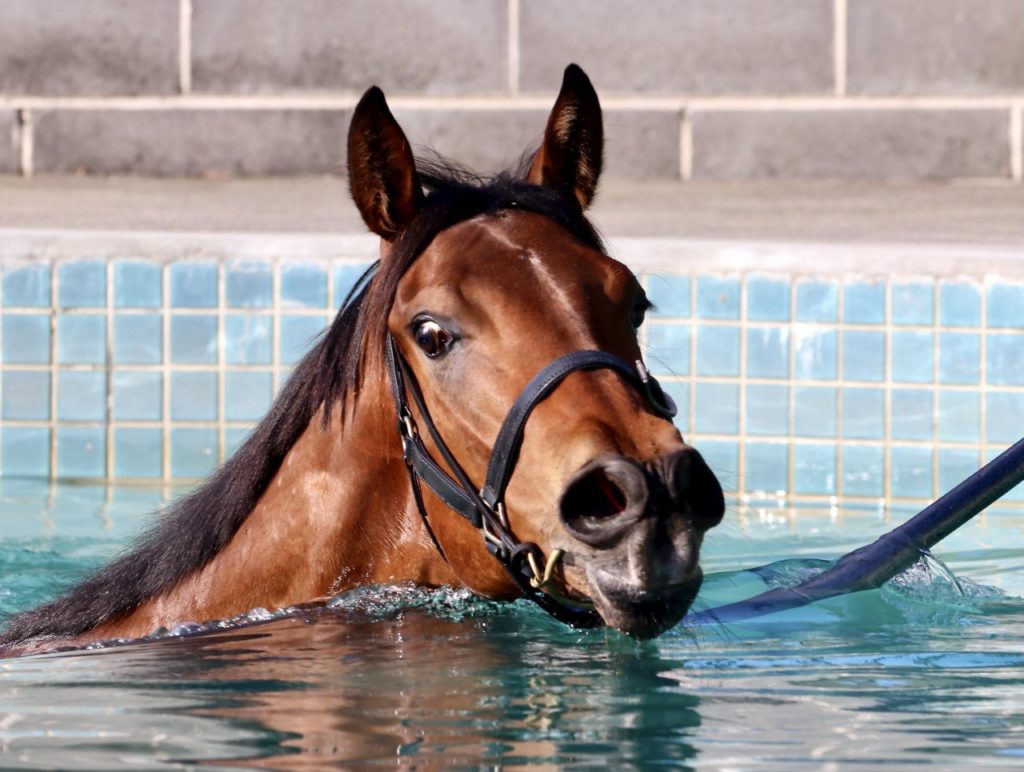 A brown horse with a black halter is swimming in a pool. The horse's head and neck are above the turquoise water, and there's a concrete edge behind it.