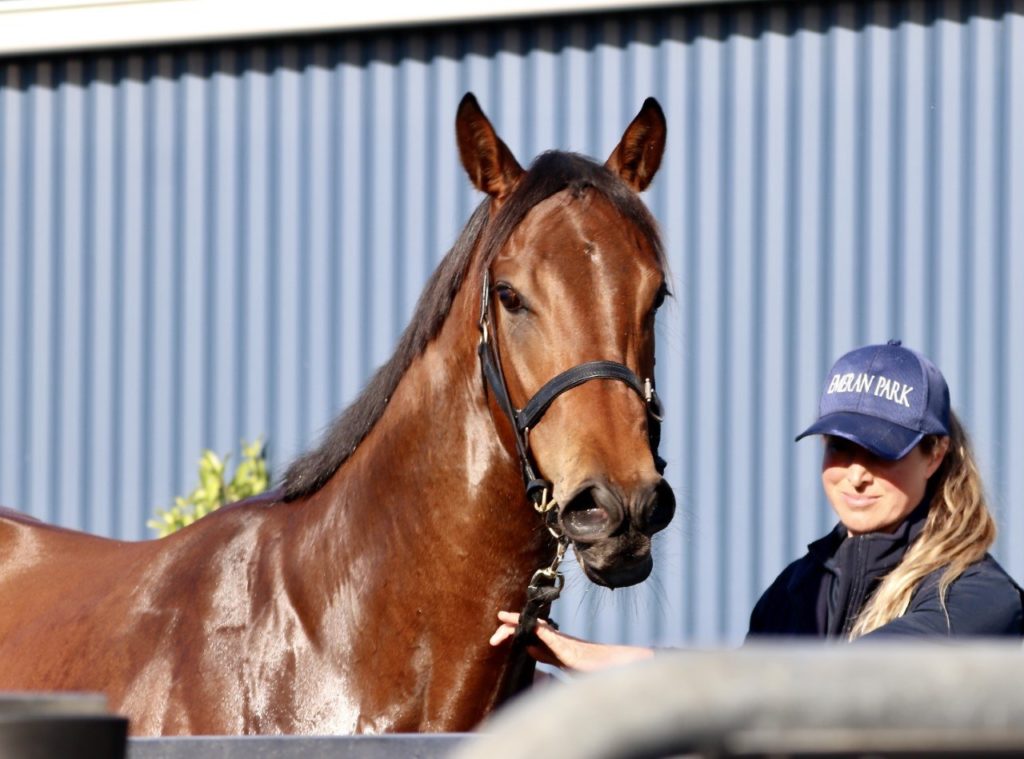 A person wearing a blue cap and jacket stands beside a brown horse with a black bridle. The background features a blue corrugated wall. The person is gently holding the horse's face, with sunlight casting shadows.